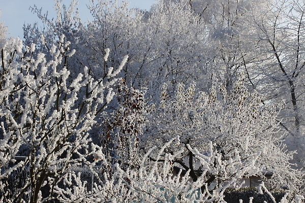 포토 JPG 해외이미지 나무 배너 계절 공원 도로 여행 백그라운드 크리스마스 겨울 교통시설 자연 날씨 풍경 사람없음 야외 목재 빛 반짝임 뷰티 환경 정원 냉동 얼음 침묵 추위 나뭇가지 축하 은색 저녁 숲 12월 서리 북쪽 상록수 1월 내추럴 방법 눈내림 겨울풍경 해외202310 해외포토 자연요소 식물 공공시설 기념일 길 컬러 교통 컨셉 재료 모션 눈_날씨 소리 날짜 야간 방향 시설 생태계 파일형식