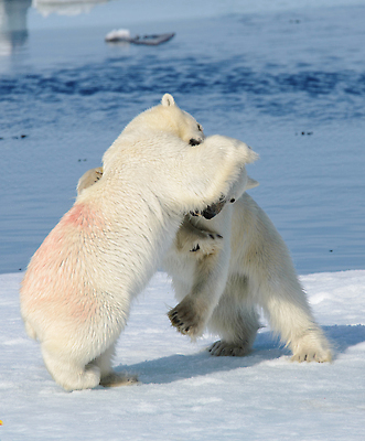 포토 JPG 해외이미지 동물 야생동물 새끼 바다 2 캐나다 겨울 장난 곰 포유류 가족 자연 놀이 엄마 털 함께함 사람없음 야외 물 글로벌 걷기 얼음 추위 흰색 아기 위험 작음 공격 북극 싸움 육식동물 봉 사냥꾼 북쪽 해외202310 해외포토 자연요소 직업 계절 컬러 컨셉 북아메리카 관계 모션 사람 크기 극지방 방향 생태계 파일형식