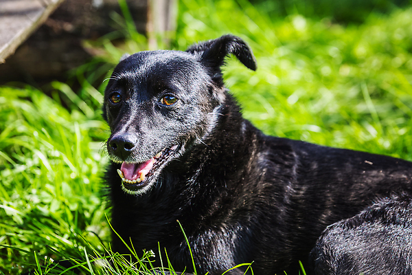 포토 JPG 해외이미지 동물 한마리 응시 공원 행복 얼굴 포유류 자연 휴식 털 사람없음 야외 초록색 반려동물 쌓기 검은색 가축 우정 개 강아지 모피 혀 사냥개 귀 위치 송곳니 기르기 동반자 벨로루시 유래 카피스페이스 순혈 해외202310 해외포토 1 시선 공공시설 감정 컬러 컨셉 모션 신체부위 친구 공백 입 치아 생태계 돌봄 파일형식