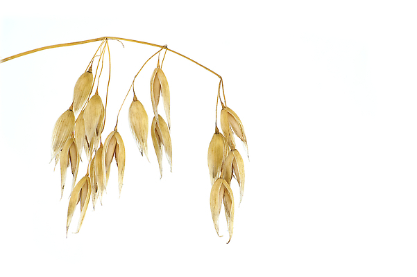 포토 JPG 해외이미지 음식 백그라운드 농업 다이어트 재료 자연 건강 옥수수 씨앗 사람없음 갈색 식사 빵집 흰색 신선 맛 아침식사 낟알 시리얼 밀 유기농 섬유 내추럴 고립 오트밀 귀리 해외202310 해외포토 식물 웰빙 산업 컬러 컨셉 곡류 상점 직물 생태계 파일형식