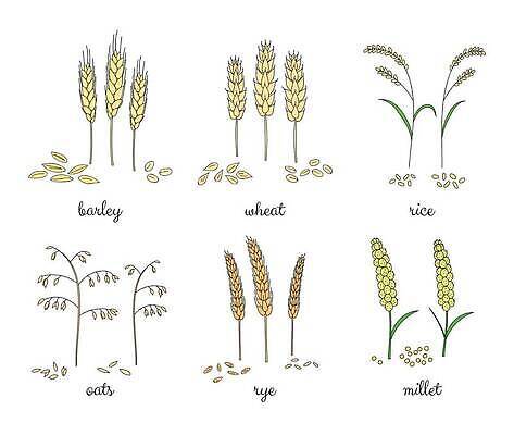 EPS 해외이미지 식물 손 디자인 계절 음식 줄기 컬러 백그라운드 잎 농업 일러스트 텍스트 자연 밥 씨앗 농작물 세트 농장 식사 수확 흰색 시골 낙서 낟알 스케치 시리얼 밀 수집 심볼 그림 유기농 보리 고립 수수 옛날 호밀 벡터 귀리 해외202310 해외일러스트 웰빙 산업 곡류 미술 신체부위 생태계 파일형식