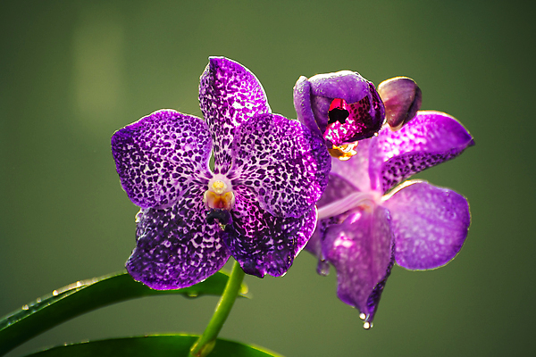 포토 JPG 해외이미지 식물 계절 꽃잎 꽃 줄기 분홍색 컬러 꽃다발 꽃무늬 봄꽃 자연 발렌타인데이 사람없음 장식 초록색 컬러풀 뷰티 정원 보라색 봄 벚꽃 나뭇가지 신선 개화 난초 우아함 제비꽃 묘사 즐거움 원예 향기 심플 향 내추럴 강렬 이국적 해외202310 해외포토 나무 감정 컨셉 무늬 데이이벤트 취미 생태계 냄새 파일형식
