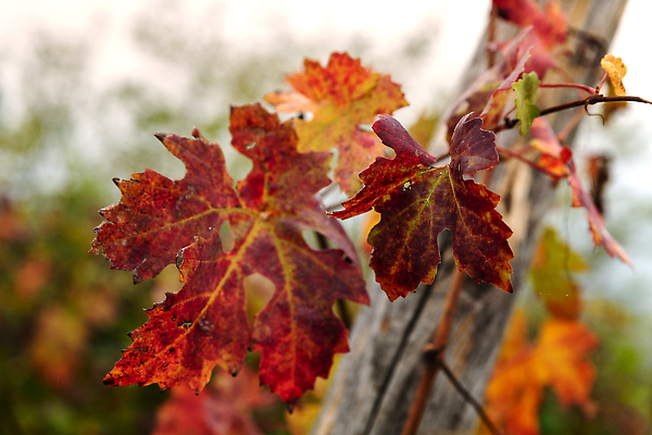 포토 JPG 해외이미지 유럽 밭 농업 곡선 자국 자연 불꽃 개구리 풍경 사람없음 야외 초록색 농장 와인 일몰 이탈리아 가을 시골 땅 레드와인 언덕 포도밭 타운 산기슭 피에몬테 해외202310 해외포토 계절 나라 산업 선 컬러 불 산 주류 양서류 노을 도시 생태계 파일형식
