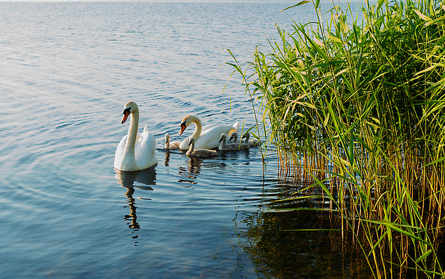 포토 JPG 해외이미지 야생동물 새끼 날개 가족 엄마 함께함 병아리 사람없음 청춘 반사 귀여움 젖음 터치 흰색 자녀 아기 보호 그림 백조 엽서 부드러움 결백 해외202310 해외포토 동물 컬러 컨셉 관계 조류 사람 감각 편지 파일형식
