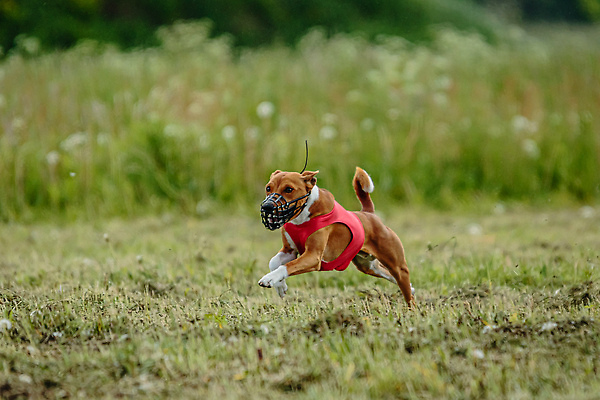 포토 JPG 해외이미지 동물 공원 행복 스포츠 셔츠 밭 포유류 모션 자연 놀이 건강 사람없음 야외 초록색 달리기 햇빛 뷰티 우주 정원 맑음 점프 검은색 경쟁 에너지 레이싱 잡기 개 유혹 강의 테리어 속도 호기심 사냥 사냥개 섬광 순간 순혈 해외202310 해외포토 공공시설 감정 컬러 컨셉 상의 농업 날씨 시합 태양 생태계 파일형식