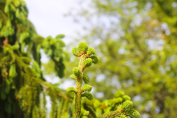 포토 JPG 해외이미지 나무 식물 디자인 계절 공원 컬러 백그라운드 잎 크리스마스 겨울 자연 사람없음 야외 목재 장식 초록색 여름 햇빛 태양 뷰티 환경 맑음 일몰 봄 흰색 나뭇가지 신선 소나무 바늘 닫기 숲 질감 상록수 침엽수 전나무 원뿔 내추럴 시베리아 가문비나무 해외202310 해외포토 자연요소 도형 공공시설 기념일 재료 모션 날씨 노을 도구 생태계 파일형식