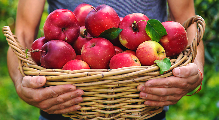 포토 JPG 해외이미지 주간 서양인 남자 잎 자연 한명 들기 상반신 성인 야외 앞모습 바구니 수확 신선 사과 농부 과수원 사과농장 성인남자한명만 해외202310 해외포토 자연요소 외국인 식물 직업 1 뷰포인트 농업 과일 모션 사람 농장 생태계 남자한명만 성인남자만 파일형식