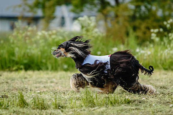 포토 JPG 해외이미지 동물 공원 행복 스포츠 셔츠 밭 포유류 모션 자연 놀이 건강 사람없음 야외 초록색 달리기 햇빛 뷰티 우주 정원 맑음 점프 검은색 경쟁 에너지 레이싱 잡기 개 유혹 강의 테리어 속도 호기심 사냥 사냥개 섬광 순간 순혈 해외202310 해외포토 레이스천 공공시설 감정 컬러 컨셉 상의 농업 날씨 시합 태양 직물 생태계 파일형식
