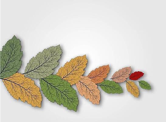 EPS 해외이미지 나무 식물 템플릿 디자인 계절 공원 백그라운드 잎 꽃무늬 패턴 오렌지 일러스트 자연 벽지 추상 프레임 그래픽 장식 빨간색 초록색 여름 빛 컬러풀 뷰티 갈색 노란색 환경 활발 가을 흰색 신선 신용카드 숲 유기농 질감 내추럴 고립 엘리먼트 벡터 해외202310 해외일러스트 웰빙 공공시설 꽃 컬러 컨셉 무늬 과일 금융 생태계 파일형식