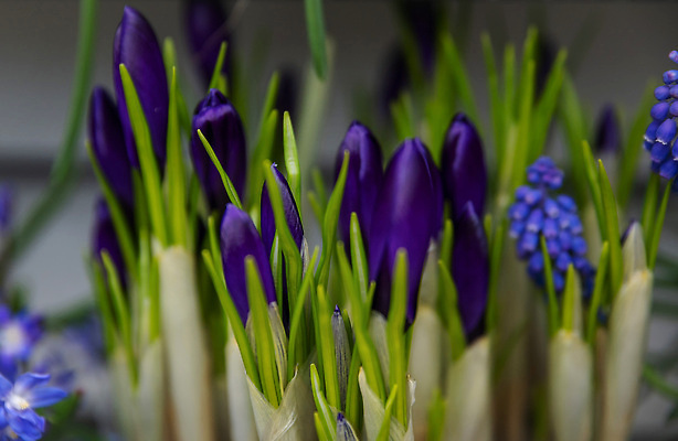 포토 JPG 해외이미지 식물 꽃잎 꽃 지구 꽃다발 잎 꽃무늬 가족 부활절 선물 사람없음 장식 초록색 파란색 머리 새싹 정원 보라색 침묵 봄 줄무늬 성장 벚꽃 축하 신선 생일 개화 다발 속도 네덜란드 원예 서리 땅바닥 스노드롭 히아신스 해외202310 해외포토 계절 기념일 유럽 컬러 컨셉 무늬 관계 바닥 취미 신체부위 소리 파일형식