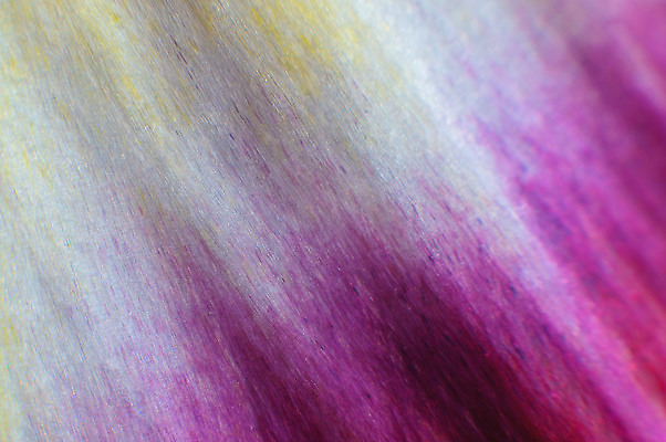 포토 JPG 해외이미지 식물 꽃잎 꽃 컬러 백그라운드 꽃무늬 자연 사람없음 뷰티 노란색 정원 보라색 봄 낭만 벚꽃 신선 개화 닫기 심볼 묘사 싱글 부드러움 내추럴 해외202310 해외포토 계절 컨셉 무늬 모션 감각 생태계 파일형식