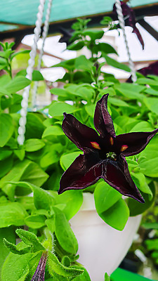 포토 JPG 해외이미지 식물 꽃 백그라운드 잎 자연 탁자 표면 새로움 그림자 서기 사람없음 목재 빛 울타리 세일 상점 정원 어둠 골동품 광선 물방울 나뭇가지 시골 신선 판넬 바늘 체리 이슬 카네이션 질감 아로마 지역 금잔화 채소밭 모종 옛날 프로젝트 가문비나무 그리너리 개조 해외202310 해외포토 나무 가구 컨셉 밭 과일 재료 모션 담장 도구 생태계 파일형식 트랜드컬러