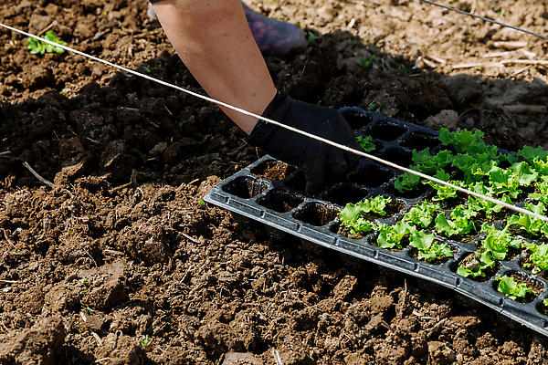 포토 JPG 해외이미지 식물 음식 잎 농업 채소 재료 자연 건강 요리 사람없음 초록색 농장 정원 식사 샐러드 수확 성장 신선 상추 먹기 유기농 비타민 내추럴 밭일 온실 채식주의자 해외202310 해외포토 웰빙 산업 컬러 모션 생태계 채식 영양소 파일형식