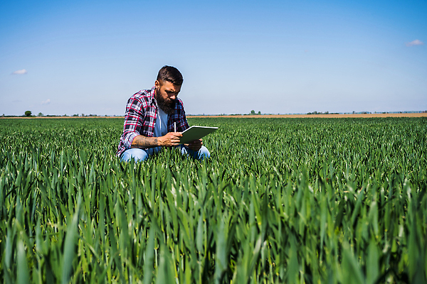 포토 JPG 해외이미지 식물 백인 직업 응시 산업 밭 농업 자연 하늘 성공 수염 한명 성인 야외 농작물 컴퓨터 태블릿 농장 농경지 농사 맑음 농촌 작업 체험 농부 땅 밀 보리 감시 진행 파종 해외202310 해외포토 서양인 1 시선 컨셉 날씨 곡류 사람 전자제품 스마트기기 시골 생태계 파일형식