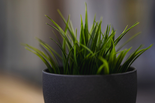 포토 JPG 해외이미지 식물 유럽 줄기 잎 자연 실내 사람없음 장식 초록색 인테리어 뷰티 정원 활발 회색 흰색 신선 냄비 플라스틱 배열 폴란드 브로츠와프 심기 인공 콘크리트 그리너리 현실 해외202310 해외포토 디자인 나라 컬러 컨셉 모션 재질 내부 솥 생태계 파일형식 트랜드컬러