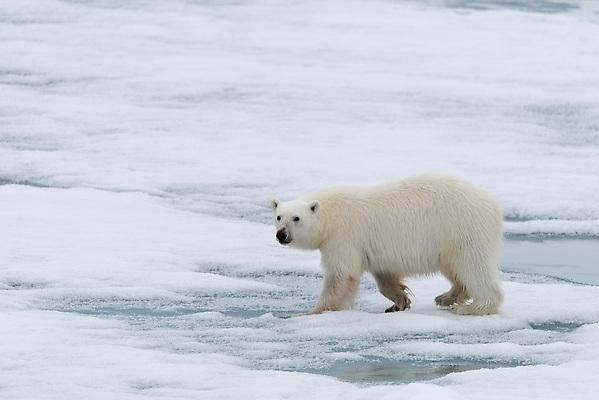 포토 JPG 해외이미지 동물 남자 야생동물 바다 여행 겨울 곰 포유류 자연 노르웨이 서기 풍경 성인 사람없음 야외 가로 물 환경 냉동 얼음 추위 흰색 북극 육식동물 내추럴 스칸디나비아 해외202310 해외포토 자연요소 계절 유럽 컬러 모션 사람 극지방 생태계 파일형식