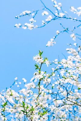 포토 JPG 해외이미지 나무 하늘색 백그라운드 자연 하늘 사람없음 벚꽃 화려 해외202310 해외포토 식물 꽃 컨셉 파란색 생태계 파일형식