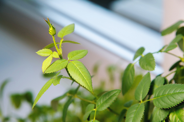 포토 JPG 해외이미지 식물 꽃 화초 컬러 잎 자연 주택 실내 사람없음 장식 초록색 여름 뷰티 장미 정원 봄 성장 신선 부드러움 내추럴 그리너리 해외202310 해외포토 계절 내부 건물 감각 생태계 파일형식 트랜드컬러