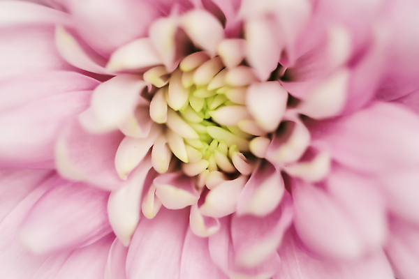 포토 JPG 해외이미지 식물 디자인 계절 꽃잎 꽃 분홍색 컬러 백그라운드 컨셉 꽃무늬 자연 추상 휴가 국화 미술 사람없음 여름 빛 뷰티 환경 보라색 봄 수확 성장 벚꽃 신선 신용카드 개화 선택 질감 복고 데이지 부드러움 내추럴 해외202310 해외포토 무늬 농업 문화예술 금융 감각 생태계 파일형식