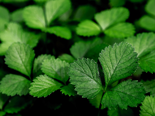 포토 JPG 해외이미지 식물 계절 열매 잎 과일 자연 딸기 사람없음 야외 초록색 환경 정원 성장 신선 내추럴 거짓 해외202310 해외포토 컬러 생태계 파일형식