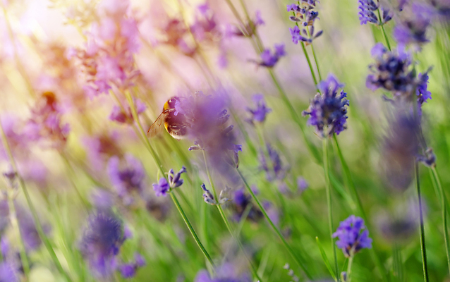 포토 JPG 해외이미지 식물 꽃 야생동물 컬러 곤충 백그라운드 꽃무늬 밭 날개 자연 영국 잉글랜드 사람없음 초록색 여름 뷰티 정원 보라색 봄 벚꽃 개화 닫기 수분 수집 허브 제비꽃 유기농 꽃가루 꿀 라벤더 내추럴 프로방스 호박벌 해외202310 해외포토 동물 웰빙 계절 유럽 무늬 농업 모션 벌_곤충 가루 생태계 파일형식
