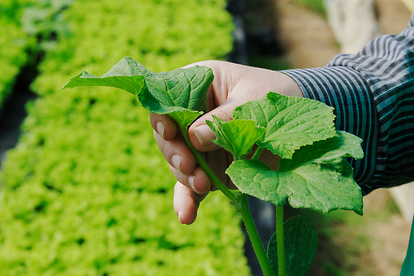 포토 JPG 해외이미지 식물 줄기 컨셉 잎 농업 채소 자연 오이 새로움 씨앗 사람없음 초록색 농장 새싹 정원 흙 봄 성장 신선 냄비 작음 유기농 원예 뿌리 내추럴 땅바닥 모종 묘목 밭일 온실 해외202310 해외포토 나무 웰빙 계절 산업 컬러 바닥 취미 솥 크기 생태계 파일형식
