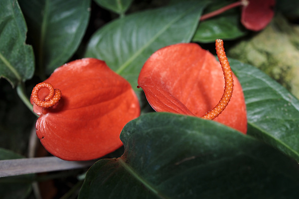 포토 JPG 해외이미지 식물 꽃 백그라운드 잎 꽃무늬 자연 사람없음 장식 빨간색 초록색 여름 컬러풀 뷰티 정원 봄 들꽃 벚꽃 흰색 신선 플라밍고 내추럴 온실 이국적 해외202310 해외포토 계절 컬러 무늬 조류 생태계 파일형식