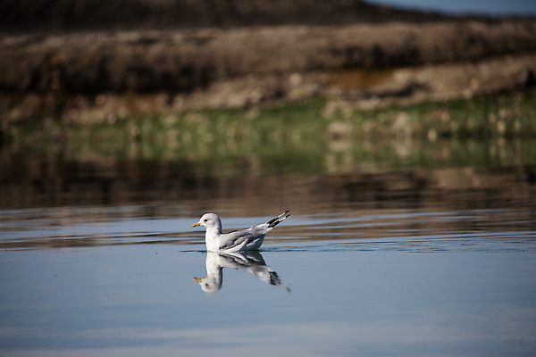 포토 JPG 해외이미지 동물 공원 야생동물 여행 이동 캐나다 자연 갈매기 조류 항해 성인 사람없음 야외 물 반사 환경 수영 흰색 깃털 태평양 북쪽 철새 해외202310 해외포토 자연요소 공공시설 바다 컬러 컨셉 북아메리카 배_교통 사람 수상스포츠 방향 생태계 파일형식