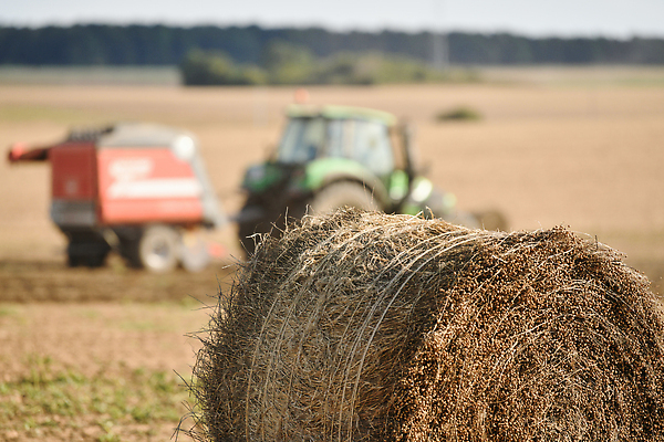 포토 JPG 해외이미지 식물 선 줄 밭 농업 건조 씨앗 사람없음 농장 농경지 마을 기계 장비 수확 시골 황금 볏짚 결합 낟알 시리얼 밀 날것 타이어 트랙터 견인 섬유 뭉치 밀짚 밭일 서쪽 아마 호밀 해외202310 해외포토 꽃 산업 음식 곡류 직물 짚 농기계 방향 특수차량 파일형식