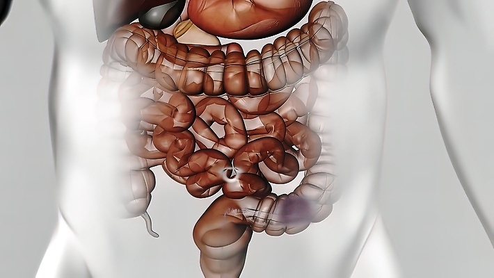 포토 JPG 해외이미지 디자인 교육 과학 신체 부분 해부 건강 사람 사람없음 학습 약 입 오르간 큼 간 시스템 방광 복근 지라 해외202310 해외포토 의학 근육 신체부위 장기_의학 건반악기 비뇨기관 크기 파일형식