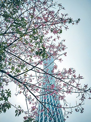 포토 JPG 해외이미지 아시아 여행 백그라운드 비즈니스 건축양식 하늘 파노라마 동양인 풍경 사람없음 건물 물 금융 강 도시풍경 탑 고층빌딩 중국 도시 도심 저녁 장면 지역 스카이라인 랜드마크 해외202310 해외포토 자연요소 건축물 건축 나라 촬영기법 인종 빌딩 경제 야간 파일형식