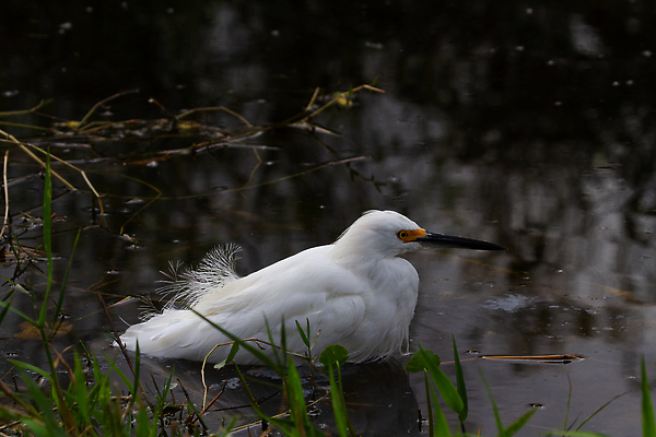 포토 JPG 해외이미지 여행 북아메리카 자연 조류 사람없음 야외 미국 먹기 왜가리 사냥 사냥꾼 플로리다 해외202310 해외포토 동물 직업 모션 아메리카 생태계 파일형식