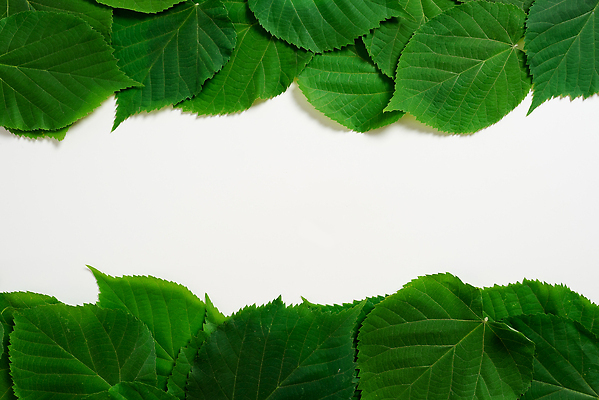 포토 JPG 해외이미지 나무 식물 디자인 계절 꽃 컬러 백그라운드 잎 패턴 자연 벽지 추상 프레임 사람없음 야외 아웃포커스 초록색 파란색 컬러풀 햇빛 태양 뷰티 노란색 우주 환경 봄 활발 성장 나뭇가지 신선 떨어짐 숲 환경보전 유기농 고립 카피스페이스 해외202310 해외포토 자연요소 웰빙 컨셉 무늬 촬영기법 공백 사회이슈 생태계 파일형식