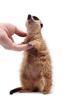 포토 JPG 해외이미지 한마리 손 포유류 신체부위 잡기 흰배경 미어캣 해외202310 해외포토 동물 1 백그라운드 모션 사람 흰색 파일형식