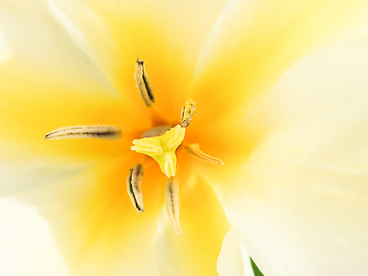 포토 JPG 해외이미지 식물 계절 꽃잎 꽃 줄기 분홍색 컬러 백그라운드 꽃무늬 밭 오렌지 자연 실내 사람없음 장식 빨간색 초록색 컬러풀 뷰티 노란색 정원 봄 활발 튤립 성장 벚꽃 흰색 신선 개화 원예 꽃가루 내추럴 꽃수술 해외202310 해외포토 컨셉 무늬 농업 과일 취미 내부 가루 생태계 파일형식