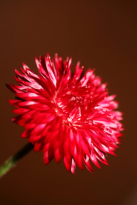 포토 JPG 해외이미지 식물 공원 꽃잎 꽃 분홍색 곤충 백그라운드 꽃무늬 자연 벽지 불 불꽃 사람없음 야외 장식 빨간색 여름 컬러풀 햇빛 뷰티 노란색 정원 활발 수확 벚꽃 그룹 황금 닫기 더위 원예 화단 내추럴 강렬 블러 영원 해외202310 해외포토 자연요소 동물 계절 공공시설 컬러 컨셉 무늬 농업 모션 날씨 취미 태양 생태계 파일형식