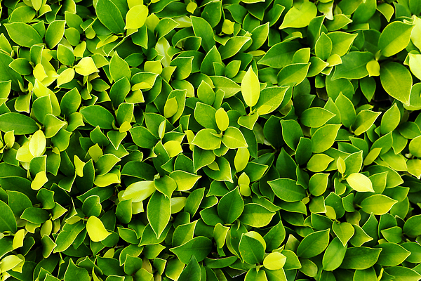 포토 JPG 해외이미지 나무 식물 계절 벽 백그라운드 잎 패턴 자연 사람없음 초록색 정원 봄 신선 유기농 질감 내추럴 그리너리 해외202310 해외포토 웰빙 컬러 무늬 생태계 파일형식 트랜드컬러