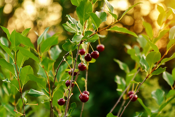 포토 JPG 해외이미지 식물 계절 열매 음식 잎 농업 과일 자연 디저트 건강 사람없음 빨간색 초록색 농장 정원 주스 수확 성장 나뭇가지 신선 체리 달콤 농부 과수원 다발 먹기 내추럴 밭일 숙성 채식주의자 맛있는 해외202310 해외포토 나무 직업 산업 음료 컬러 모션 맛 생태계 채식 파일형식