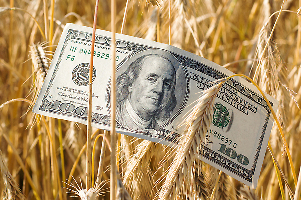 포토 JPG 해외이미지 산업 종이 음식 빵 백그라운드 컨셉 지폐 돈 밭 농업 비즈니스 자연 아이디어 씨앗 사람없음 금융 경제 농장 노란색 달러 일몰 거래 성장 시골 재산 황금 낟알 가격 시리얼 밀 보리 계산서 밭일 수입 숙성 우크라이나 호밀 해외202310 해외포토 식물 유럽 컬러 곡류 노을 생태계 파일형식