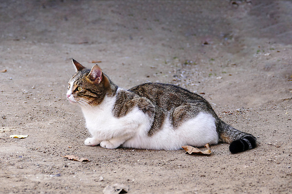 포토 JPG 해외이미지 동물 포유류 사람없음 반려동물 고양이 기다림 배고픔 얼룩무늬 솜털 노숙자 스파이 해외202310 해외포토 무늬 모션 파일형식