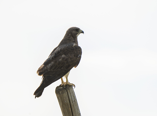 포토 JPG 해외이미지 동물 야생동물 캐나다 날개 자연 조류 사람없음 야외 먹이 육식동물 사냥꾼 해외202310 해외포토 직업 북아메리카 생태계 파일형식