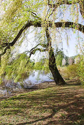포토 JPG 해외이미지 나무 식물 계절 공원 꽃 행복 유럽 아시아 분홍색 여행 백그라운드 꽃무늬 자연 휴가 풍경 사람없음 야외 초록색 여름 뷰티 정원 일본 봄 낭만 벚꽃 나뭇가지 개화 체리 장면 내추럴 라트비아 랜드마크 리가 해외202310 해외포토 공공시설 감정 나라 컬러 컨셉 무늬 과일 북유럽 생태계 파일형식