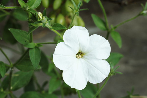 포토 JPG 해외이미지 식물 디자인 계절 꽃 꽃무늬 밭 자연 사람없음 장식 초록색 여름 빛 뷰티 정원 벚꽃 흰색 정상 허브 내추럴 피튜니아 해외202310 해외포토 컬러 무늬 농업 생태계 파일형식