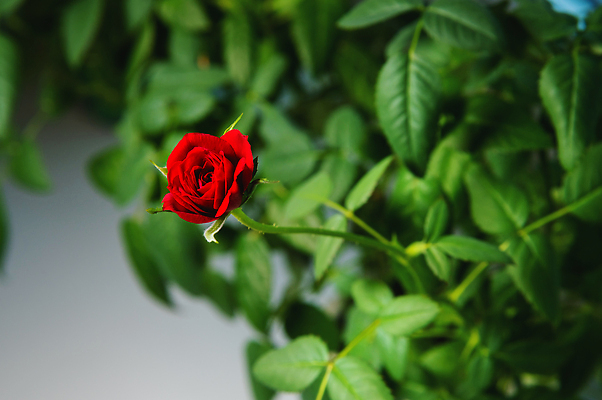 포토 JPG 해외이미지 식물 꽃 화분 화초 컬러 꽃다발 백그라운드 잎 꽃무늬 자연 주택 발렌타인데이 사람없음 장식 뷰티 장미 정원 농사 성장 벚꽃 신선 닫기 냄비 꽃봉오리 원예 부드러움 내추럴 돌봄 미니 해외202310 해외포토 무늬 농업 모션 데이이벤트 취미 건물 감각 솥 생태계 파일형식
