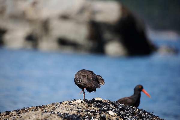 포토 JPG 해외이미지 동물 여행 캐나다 자연 조류 항해 서기 사람없음 야외 빨간색 물 걷기 검은색 껍질 깃털 홍합 물새 내추럴 숨기 해외202310 해외포토 자연요소 컬러 북아메리카 배_교통 모션 어패류 생태계 파일형식