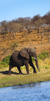 포토 JPG 해외이미지 동물 야생동물 여행 포유류 자연 코끼리 국립공원 사람없음 야외 뷰티 환경 다양 보호 큼 사파리 피부 환경보전 생태계 생물학 귀 상아 서식지 남아프리카 동물상 보호구역 생태학 초식 해외202310 해외포토 멸종위기종 공원 교육 다수 컨셉 아프리카 신체부위 조형물 크기 사회이슈 구역 파일형식