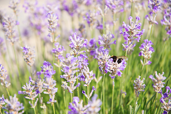포토 JPG 해외이미지 식물 동물 1 계절 꽃 야생동물 컬러 곤충 백그라운드 꽃무늬 밭 날개 자연 사람없음 야외 초록색 여름 컬러풀 뷰티 정원 보라색 봄 줄무늬 다양 벚꽃 개화 수분 벌 수집 허브 제비꽃 꽃가루 꿀 라벤더 내추럴 호박벌 해외202310 해외포토 다수 무늬 농업 벌_곤충 가루 생태계 파일형식