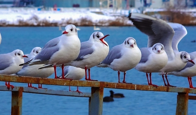 포토 JPG 해외이미지 야생동물 겨울 날개 갈매기 조류 오리 사람없음 파란색 수영 흰색 습지 깃털 시끄러움 물새 해외202310 해외포토 동물 계절 컬러 수상스포츠 파일형식