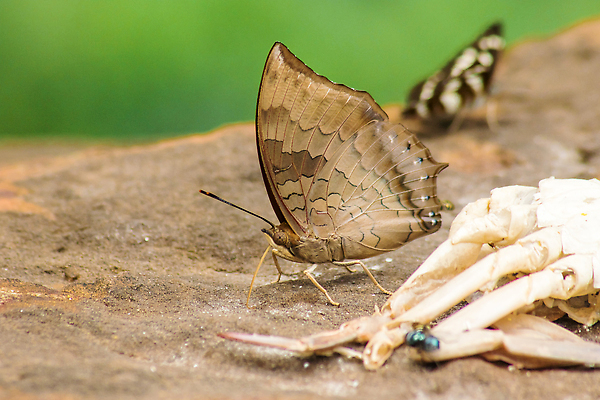포토 JPG 해외이미지 동물 한마리 1 아시아 야생동물 컬러 나비 곤충 잎 오렌지 자연 생물 무척추동물 안테나 사람없음 야외 가로 컬러풀 뷰티 맑음 검은색 봄 자유 벌레 작음 먹기 콧수염 묘사 생물학 꼬리 서식지 철새 내추럴 동물상 땅바닥 해외202310 해외포토 식물 계절 교육 나라 컨셉 과일 통신 모션 조류 날씨 수염 바닥 조형물 크기 생태계 파일형식