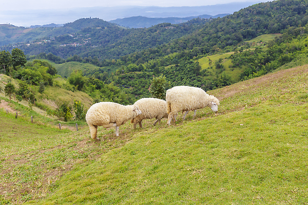 포토 JPG 해외이미지 나무 동물 계절 단풍 농업 태국 자연 산 국립공원 풍경 사람없음 야외 가로 초록색 여름 컬러풀 농장 계곡 맑음 가축 고요 봄 전원 농촌 시골 양 방목 땅 사회이슈 언덕 환경보전 해외202310 해외포토 식물 공원 산업 아시아 컬러 컨셉 잎 포유류 날씨 전기에너지 축산업 생태계 파일형식